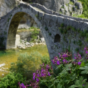 Geranium macrorrhizum